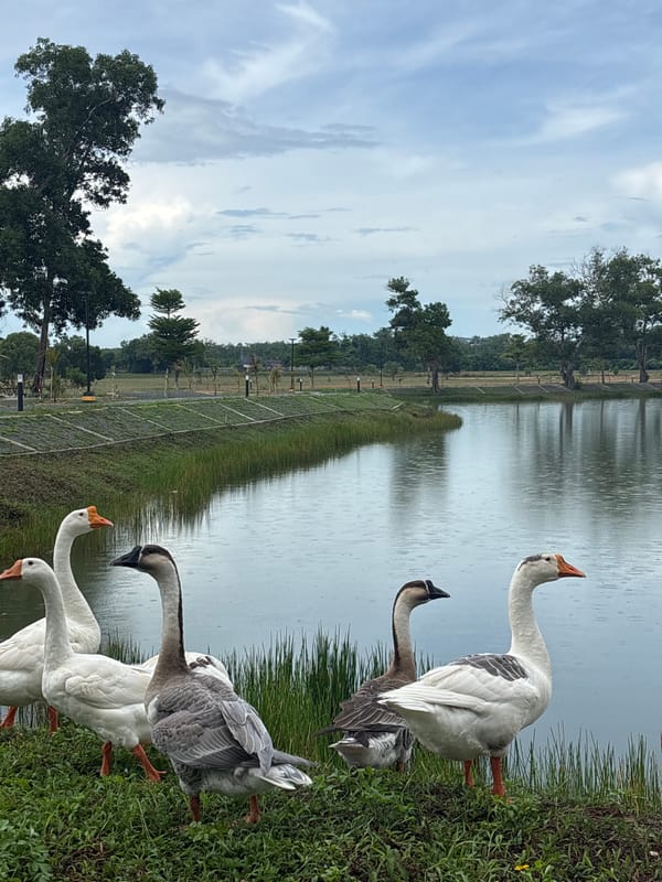 Rural morning scenes documented in Choeng Thale, Thailand