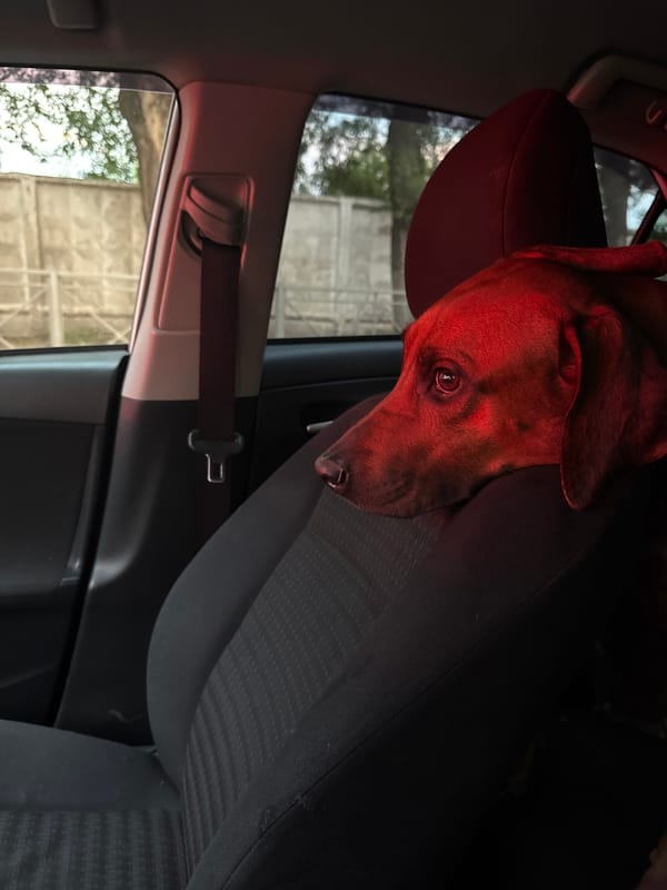 Dachshund rests in parked car in Nizhny Novgorod