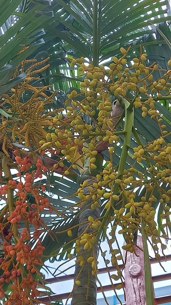 Morning nature documentation session captures tropical plants, pet on Koh Phangan