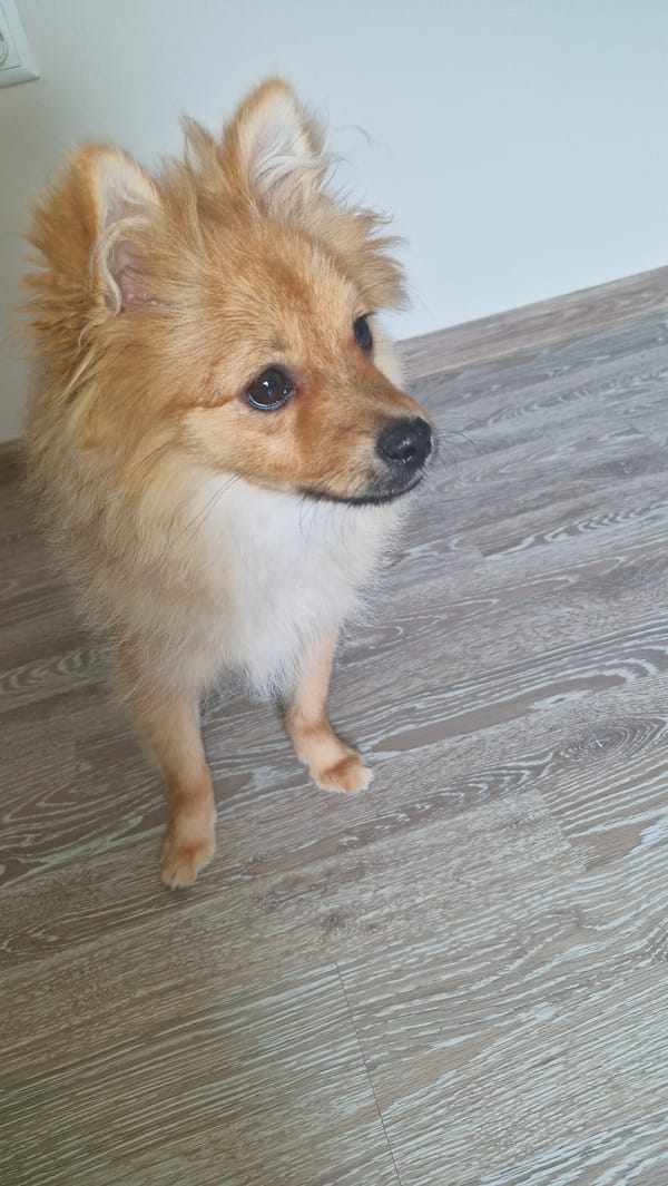 Golden puppy spotted indoors in Zavet, Bulgaria
