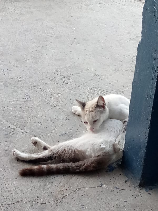 Sunset scenes and cats documented in El Dátil, Venezuela