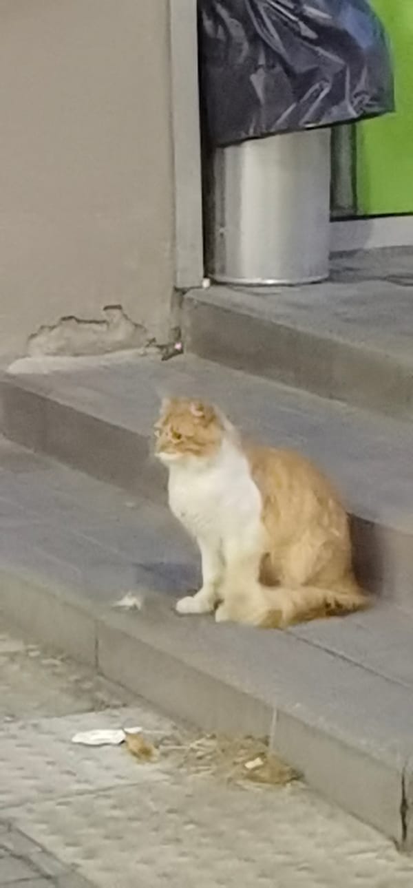 Cats and curiosities outside Princess Plaza, Homyel