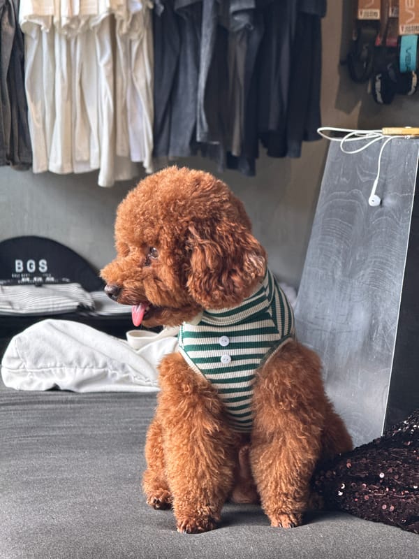 Poodle in striped sweater photographed indoors in North Kuta