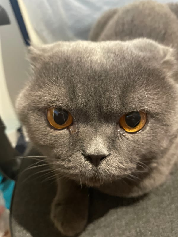 Gray cat with amber eyes photographed in close-up shots