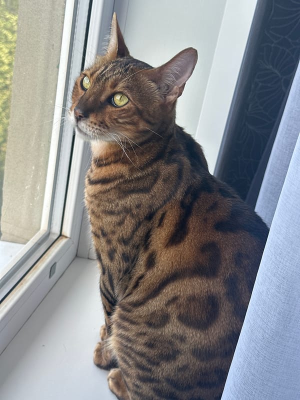 Bengal cats at a window, watching the city go by