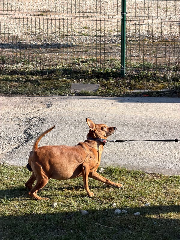 Spring afternoon moments captured across greater Riga area