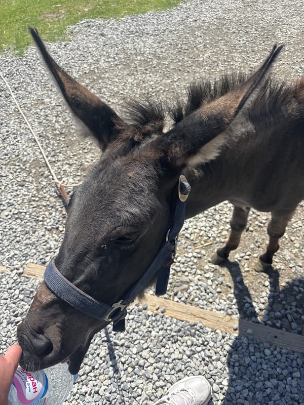 Afternoon at a Sofia animal sanctuary with deer, donkeys, and peacocks