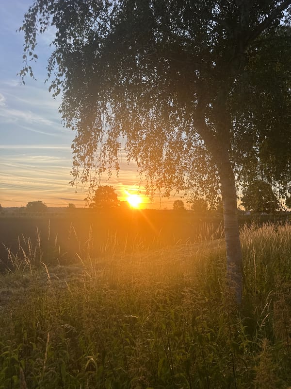Golden sunset through a drooping tree over a Hürth field