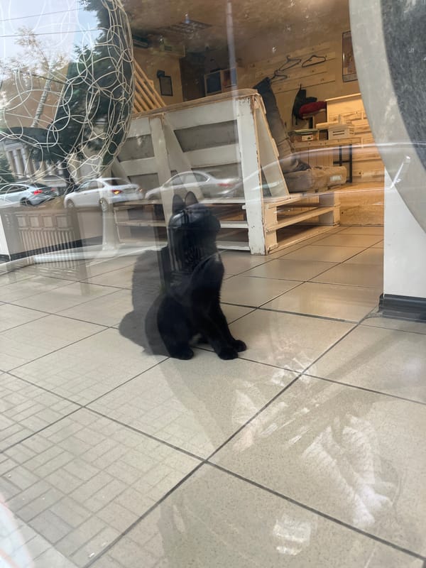 Black cat sprawled on tiled floor, seen through glass