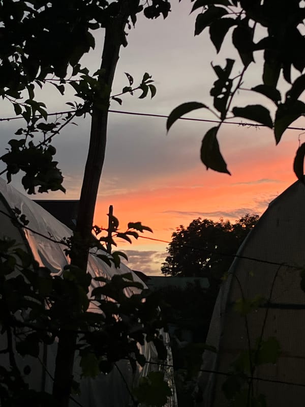 Twilight sky through silhouetted branches and foliage