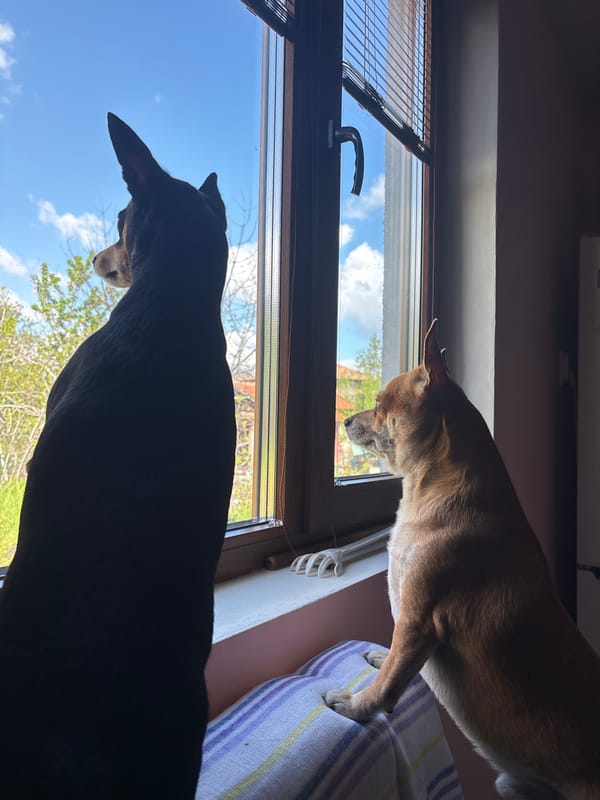 Small dogs spotted at windows, in arms in Kuklen
