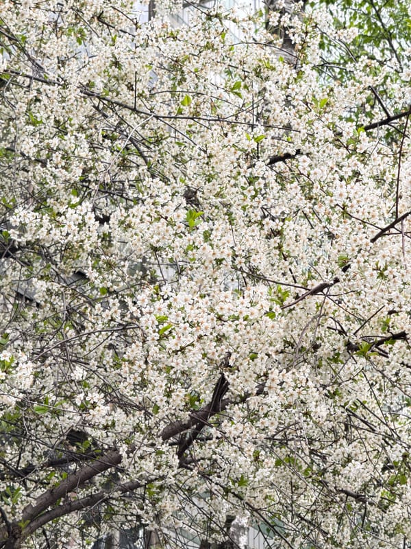 Moscow resident documents spring blooms, retro gaming moments