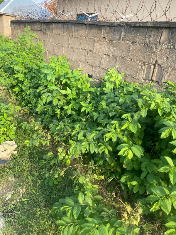 Street scenes and neighborhood snapshots from Jalingo, Nigeria