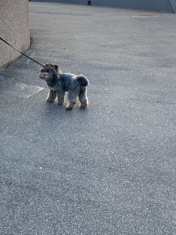 Leashed dog spotted on Saint Petersburg street