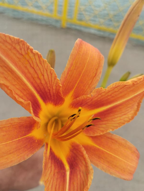 Orange lilies and a riverside bridge on a grey afternoon