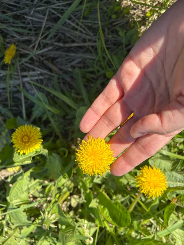Child plays with dandelions in Russian spring field