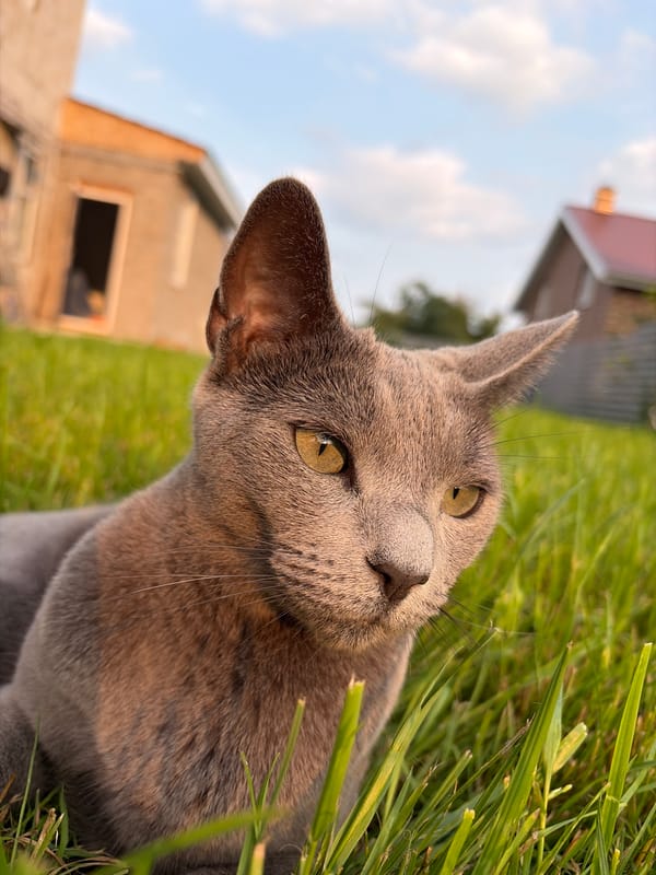 Russian Blue cat hanging out in a Kazan yard