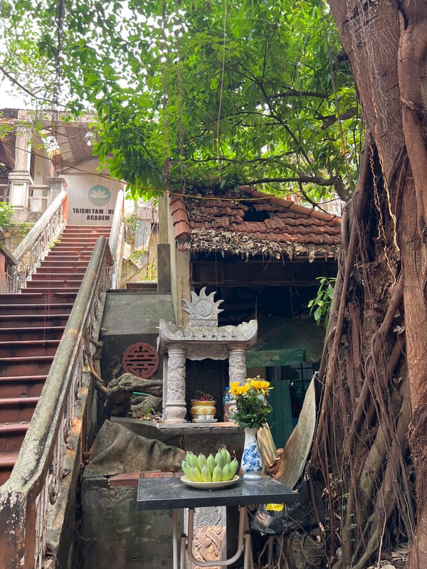 Tree roots form natural canopy over Hanoi passageway