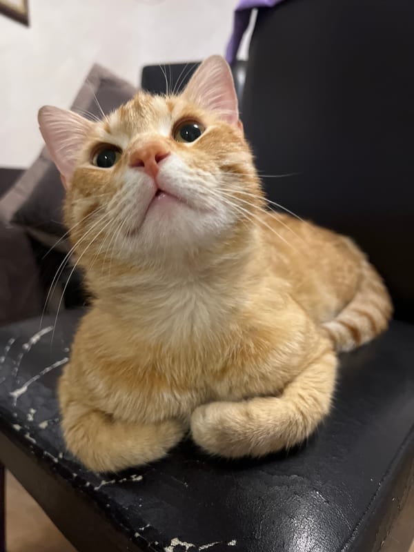 Orange tabby cat spotted relaxing on chair in Podgorica