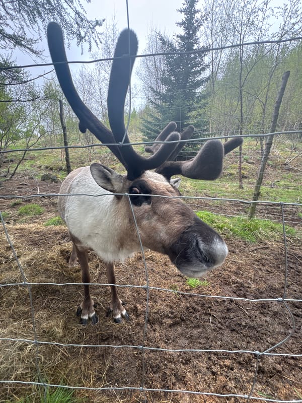 Visitors interact with reindeer at Fellabær, Iceland enclosure