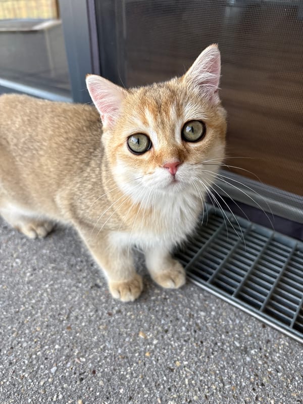 Curious kitten explores home and patio in Bönnigheim