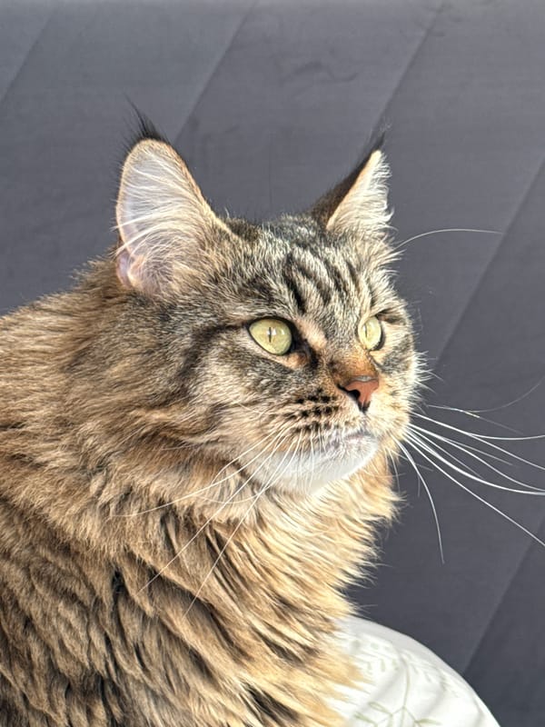 Maine Coon cat photographed in close-up portraits in Izhevsk