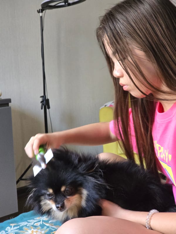 Dog grooming session observed in Khimki, Russia