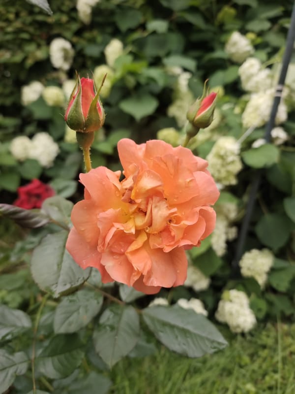 Rain-dotted roses in full bloom, Podolsk