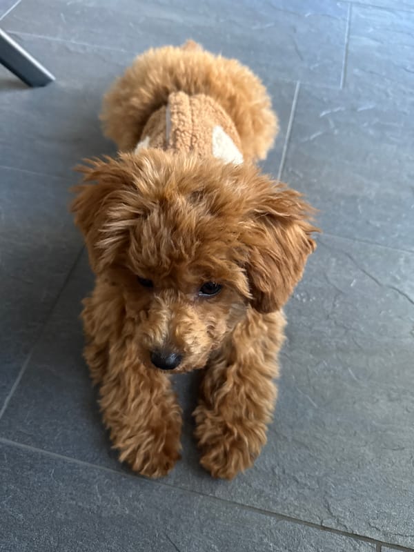 Poodle in tan sweater performs tricks in Dutch kitchen