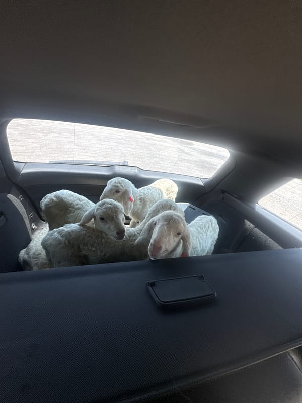 White lambs transported in vehicle cargo area in Bulgaria