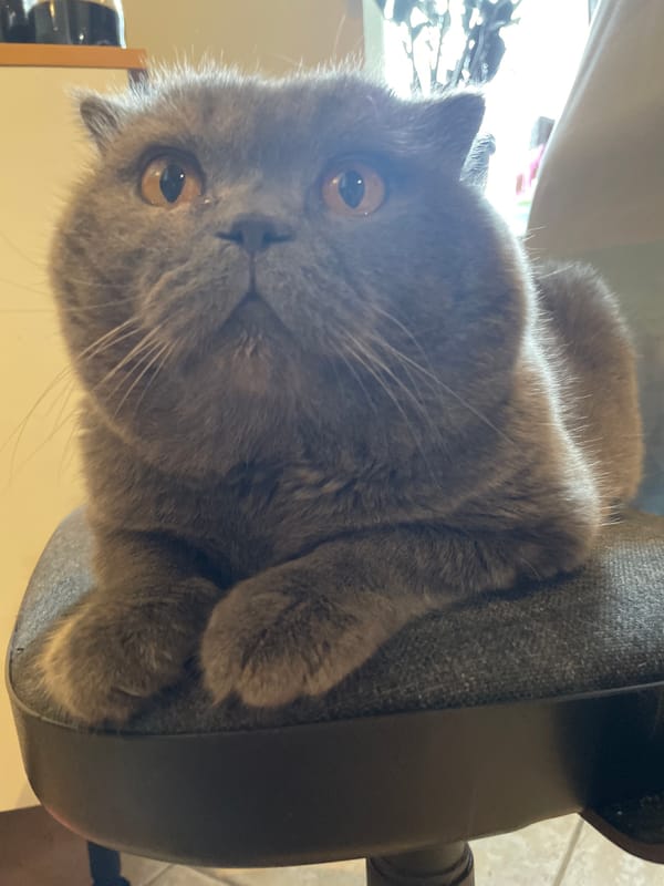 Morning routine: grey cat watches breakfast of cottage cheese, blueberries