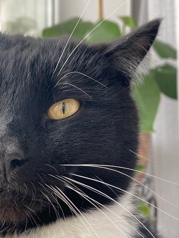 Cat photography session and fountain visit in Chaikovsky, Russia