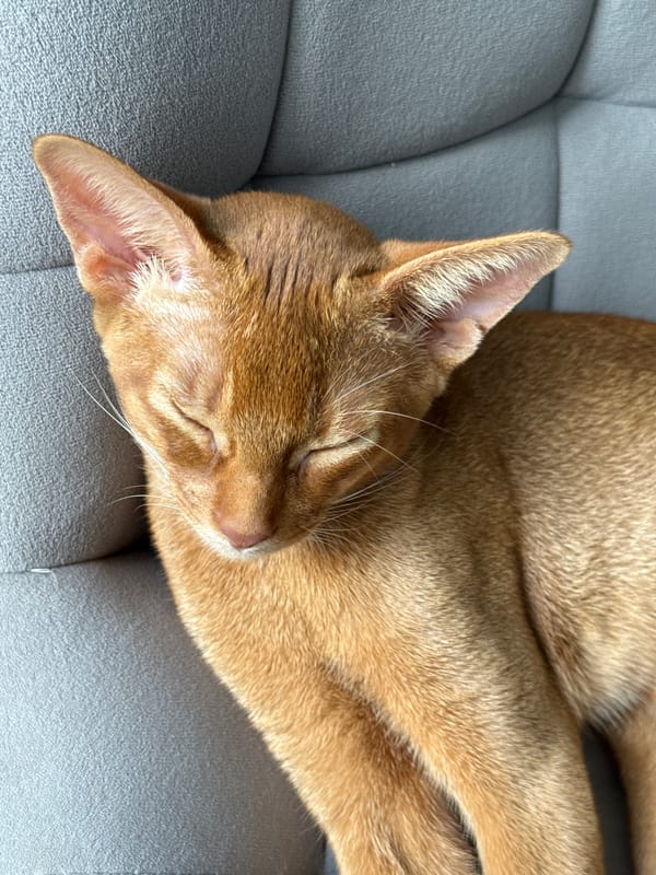 Orange tabby cat napping at home, paw held gently
