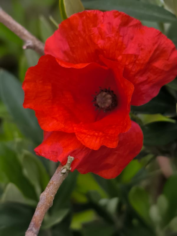 Red poppy flower blooms in Alkmaar, Netherlands
