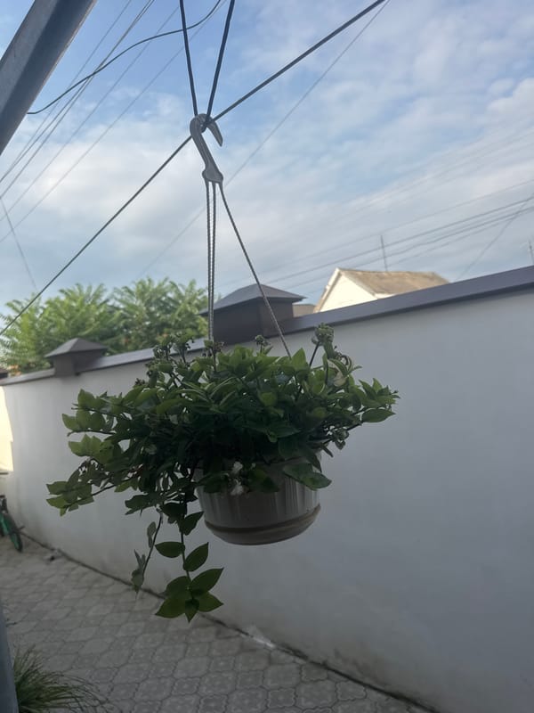 Patio plants, hanging baskets, and hobby artwork at home