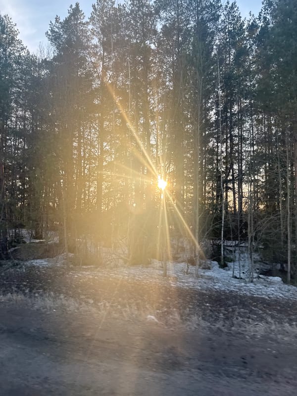 Sunlight streams through forest trees in Foki, Russia