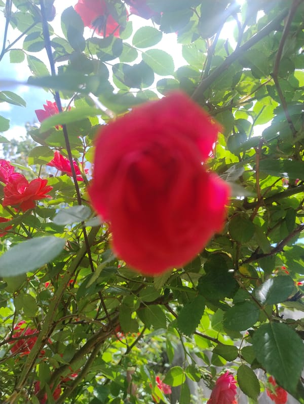 Roses and aquarium scenes documented in Kropyvnytskyi gardens