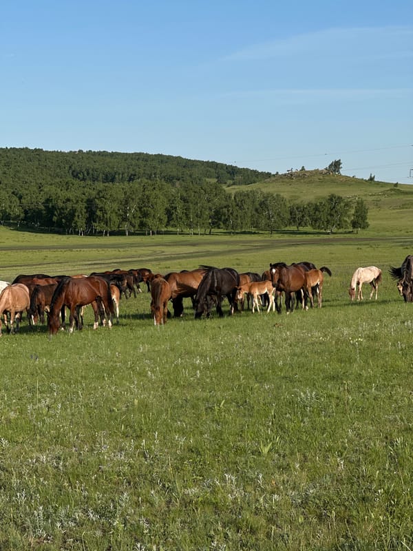 Horse herd grazes in Kazakhstan field overnight