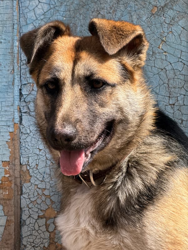 Family visits chicken coop in Donetsk, toddler watches hens