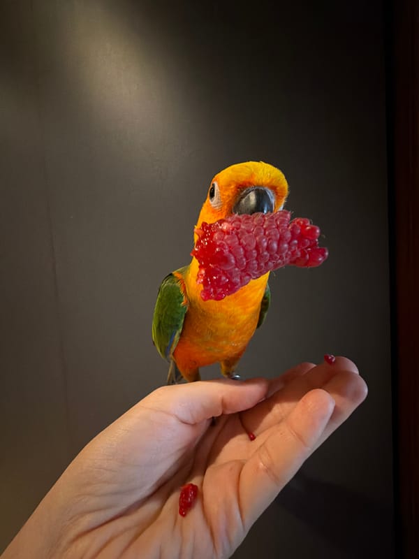 Sun conure parrot feeding on raspberries in Khimki apartment
