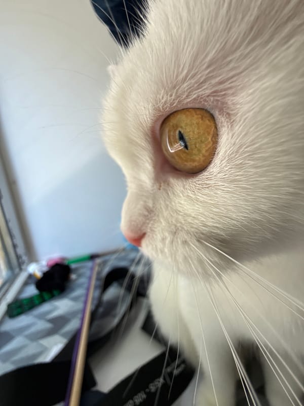 White cat close-ups and a shot of artificial green grass