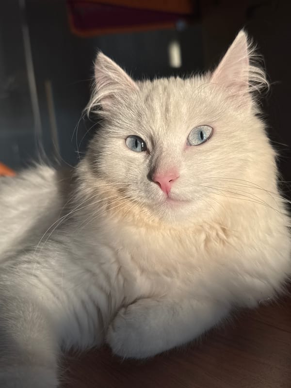 White cat lounging in sunny Russian home