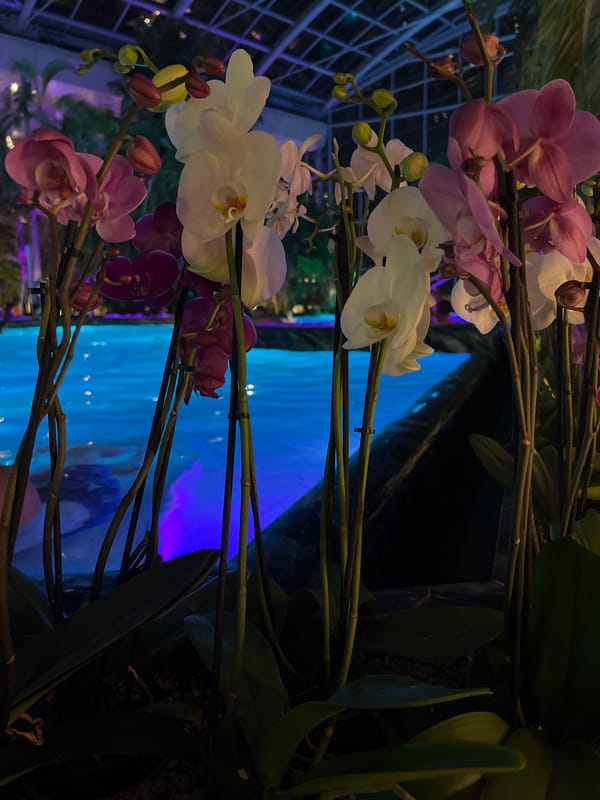 Orchid display with illuminated water feature observed in Săftica