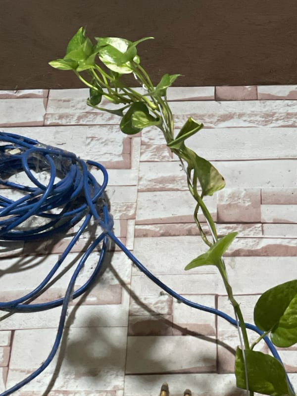 Household scenes documented in Davao City residence