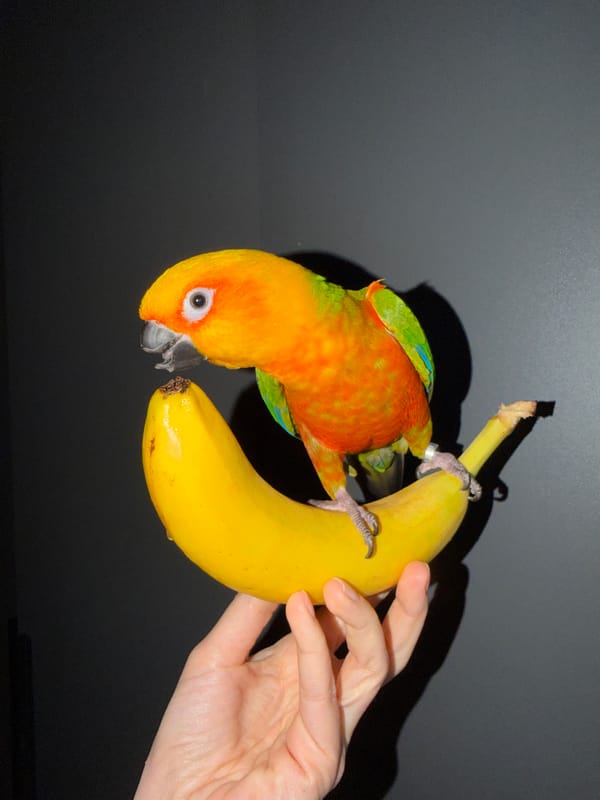 Sun Conure parrot perches on banana in Khimki