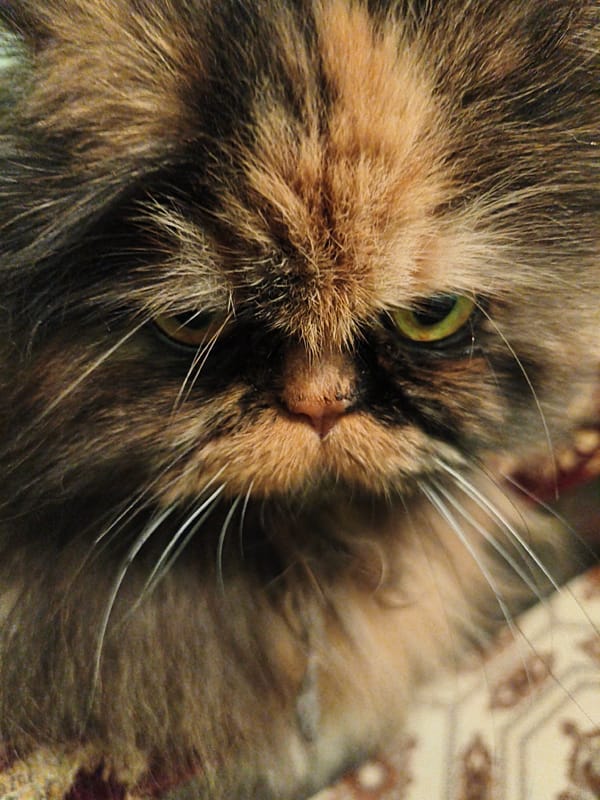 Fluffy cat stares down the camera with striking green-yellow eyes