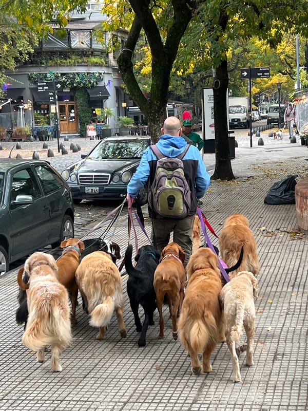 Dog walker manages 10 dogs through Buenos Aires streets