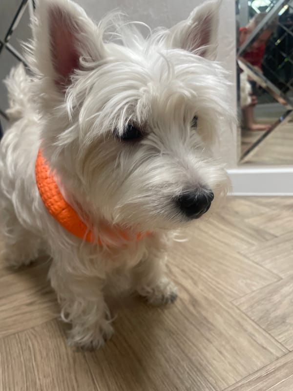 White terrier plays with orange toy in Samara home