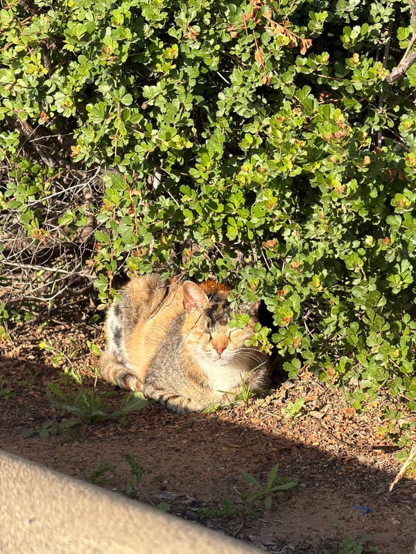 Woman spotted in urban Bat Yam with strawberry containers
