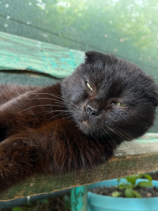 Photographer captures cat, bird, woman in Novopokrovskaya afternoon scene